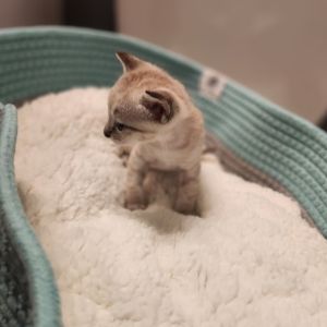 Chesney, Baby Male unknown
