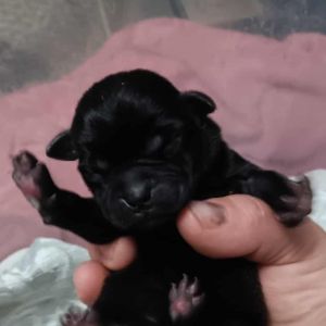 Bantha female 4, Baby Female unknown