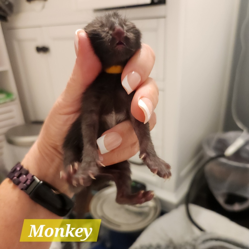 Monkey