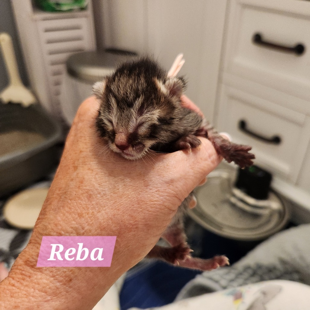Reba