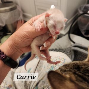 Carrie, Baby Female unknown