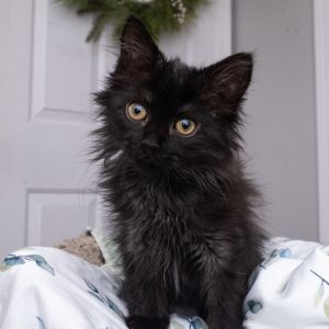 Miss Bianca, Baby Female unknown