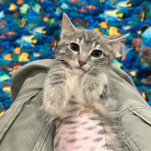 Minnow, Baby Female unknown