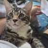Milo photo 2