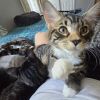 Milo photo 3