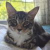 Milo photo 4
