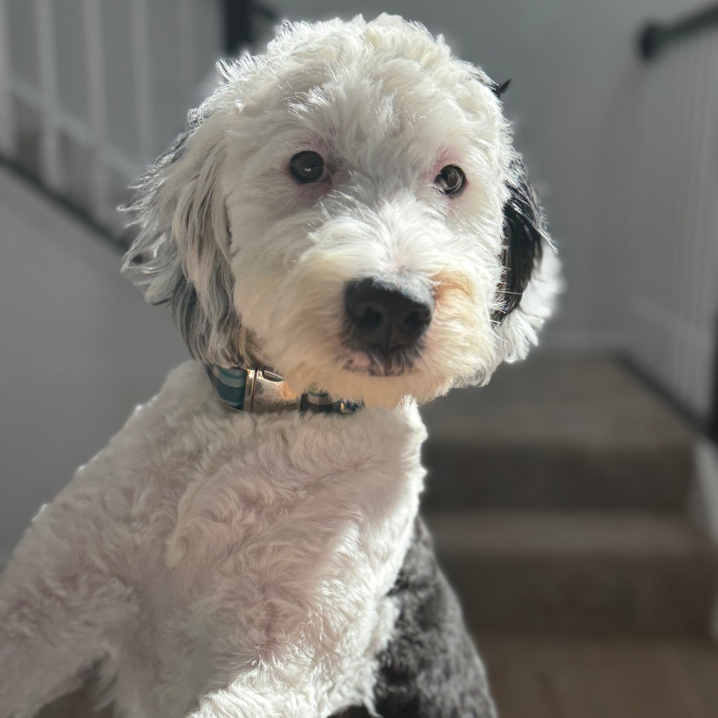 Bernie - Home to Home