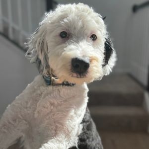 Bernie - Home to Home, Young Male unknown