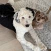 Bernie - Home to Home photo 2