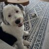 Bernie - Home to Home photo 3