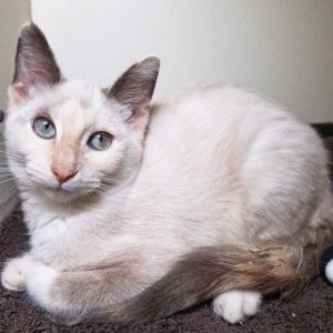Alyssabeth, Baby Female unknown