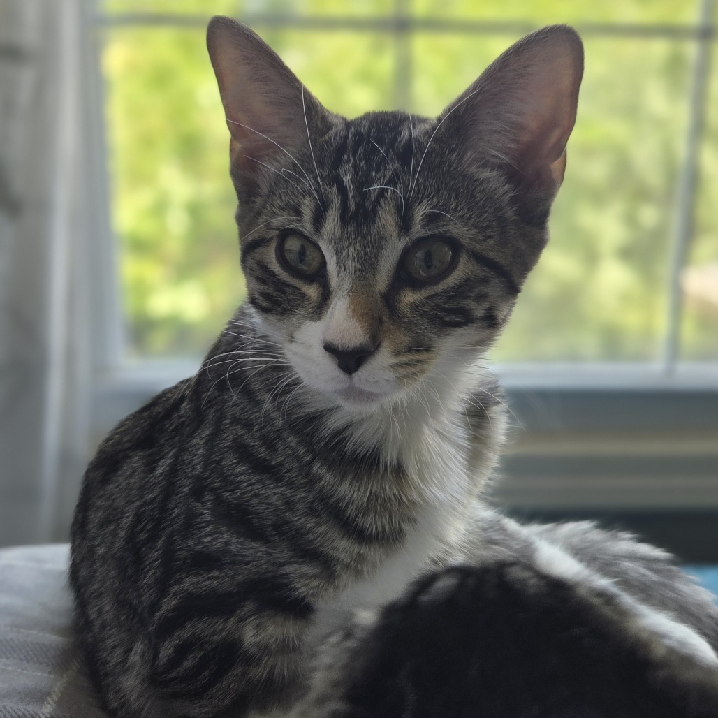 Bea
