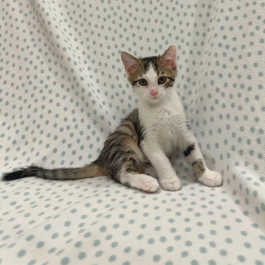 Crouton