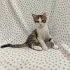 Crouton photo 1