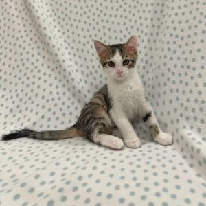 Crouton, Baby Male unknown
