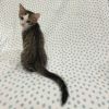 Crouton photo 2