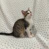 Crouton photo 3