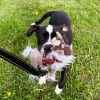 Kirby photo 6
