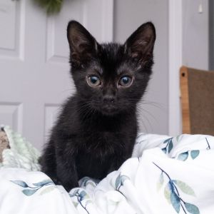 Fievel Mousekewitz, Baby Male unknown