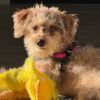 Lulu - Home to Home photo 1