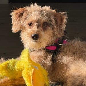 Lulu - Home to Home, Young Female unknown