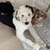 Lulu - Home to Home photo 3