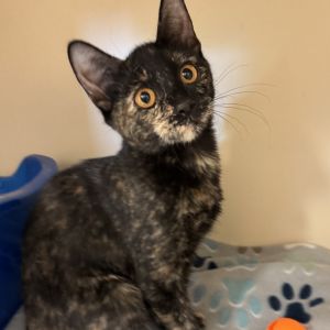 Donut, Baby Female unknown