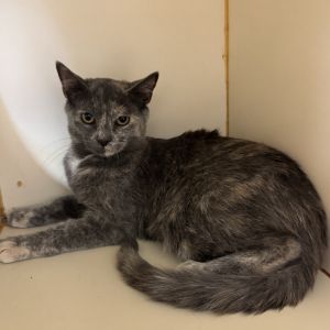 Opal, Baby Female unknown