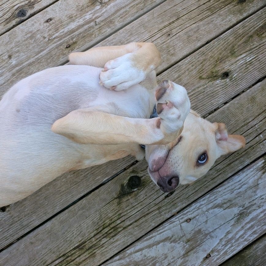ButterBall