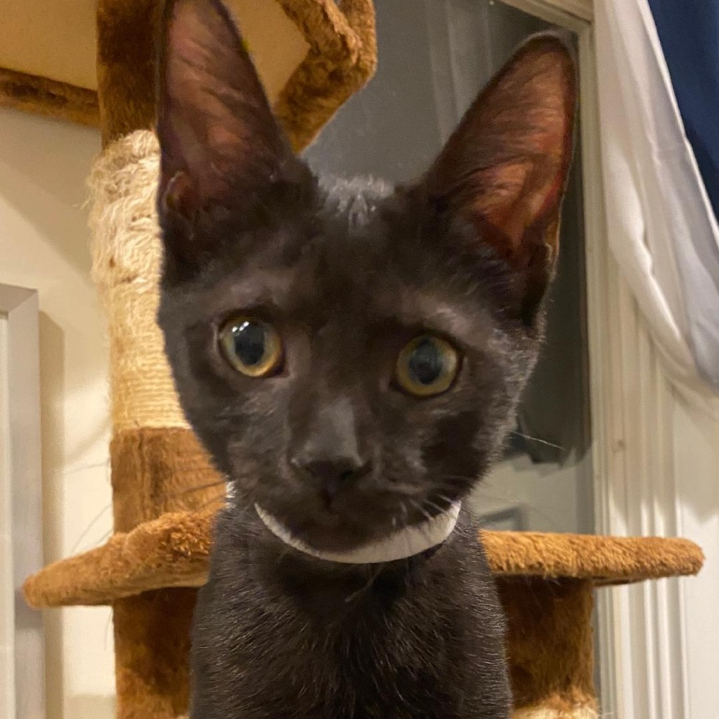 Pip