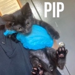 Pip