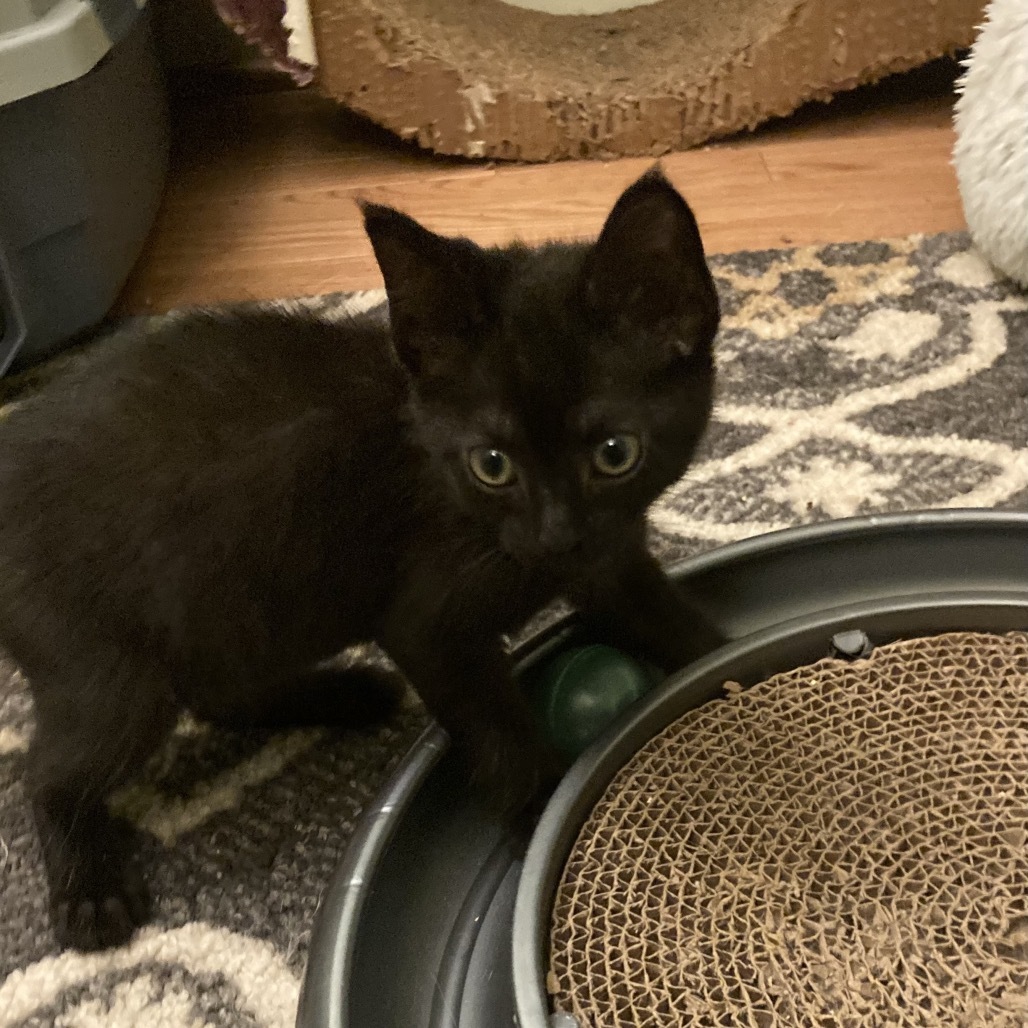 Pip