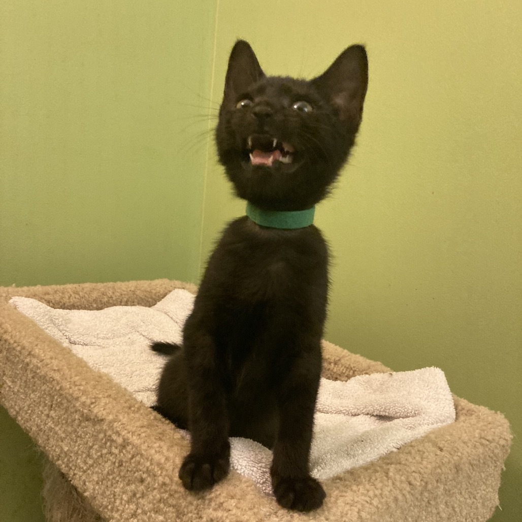 Pip
