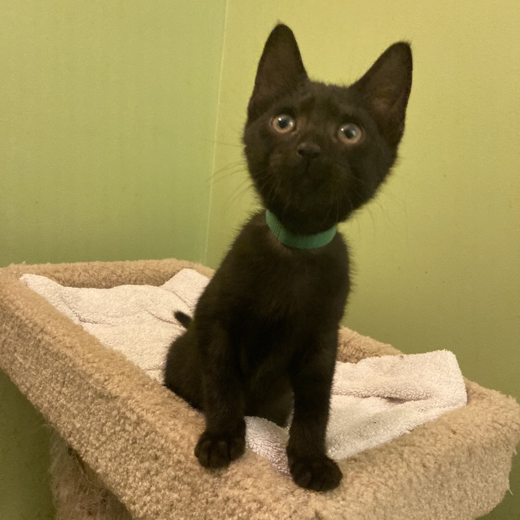 Pip