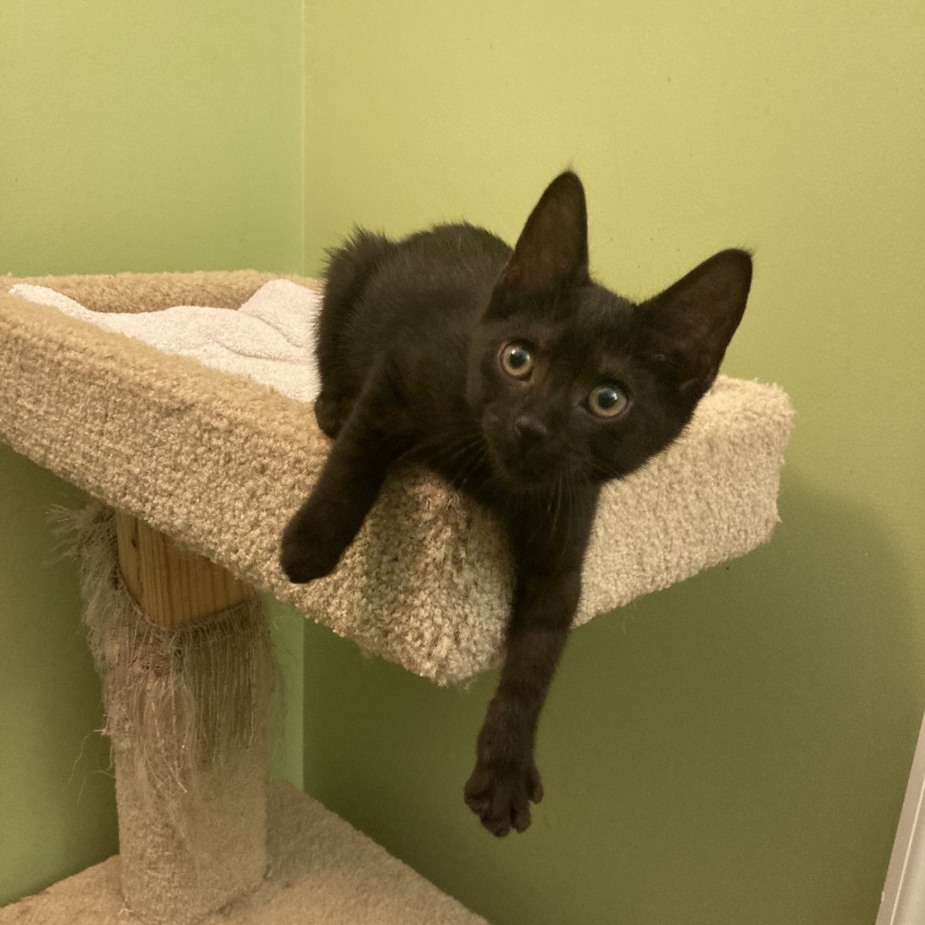 Pip