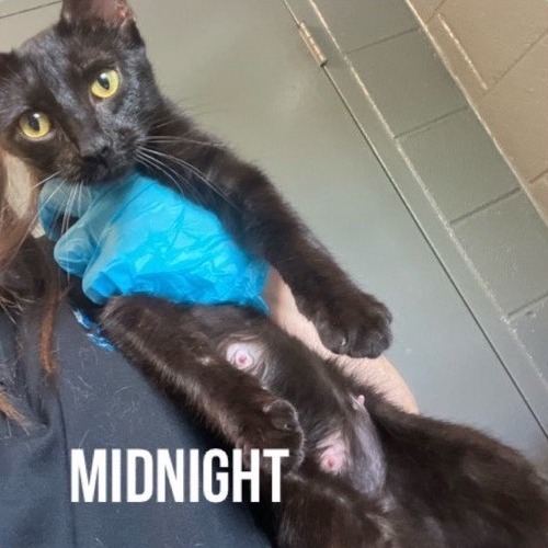 Midnight