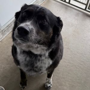 Remi, Adult Female unknown