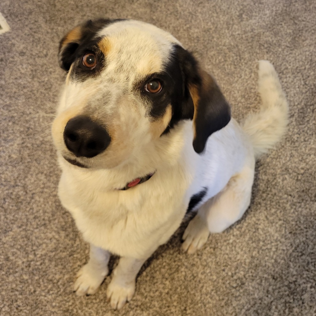 Jet- Loveable, goofy guy!
