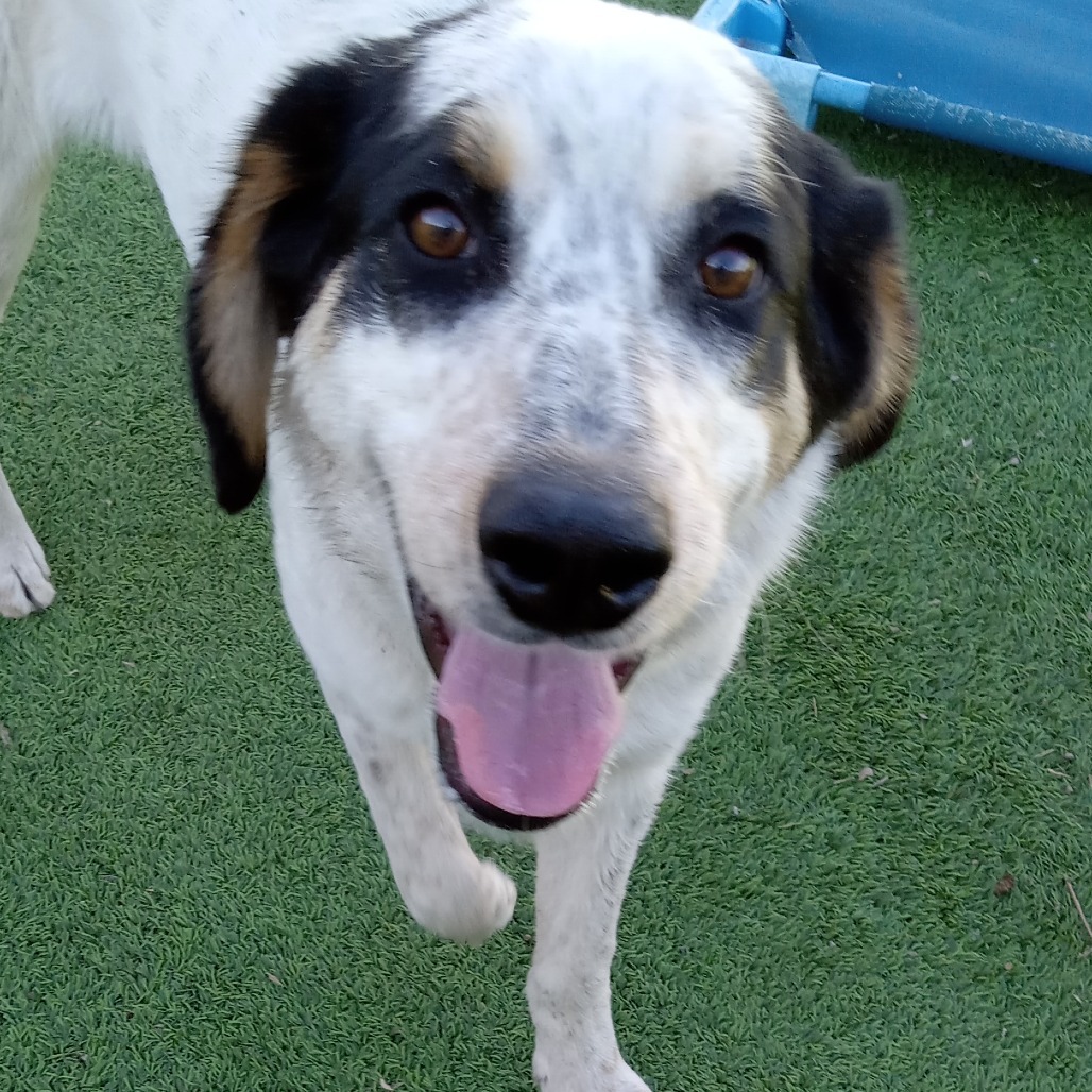 Jet- Loveable, goofy guy!