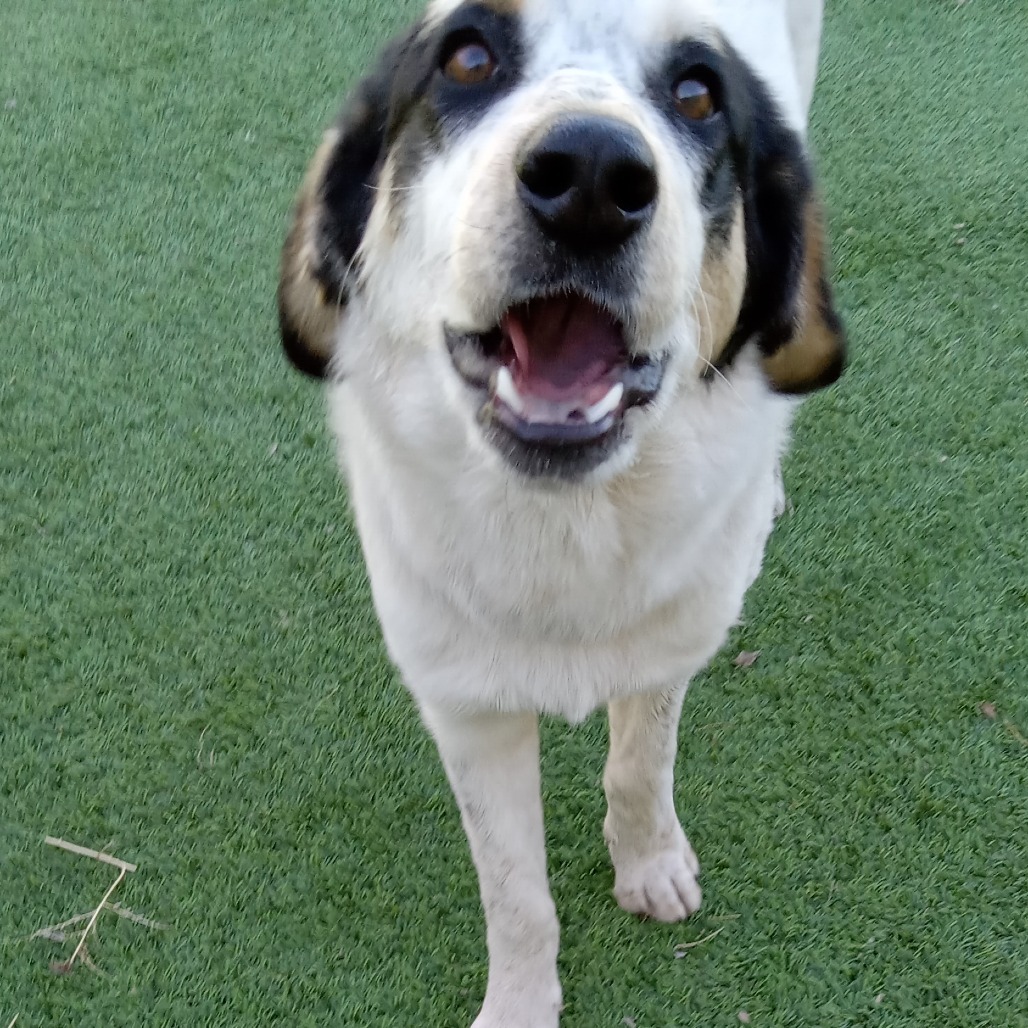 Jet- Loveable, goofy guy!