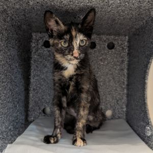 Princess Fiona, Baby Female unknown