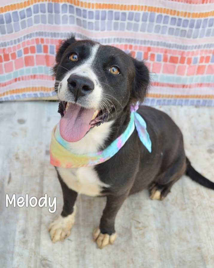 Melody