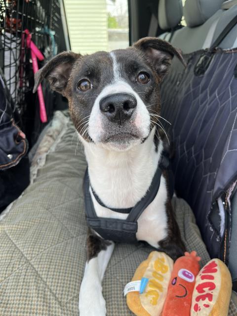 BELLA, an adoptable Pit Bull Terrier, Mixed Breed in Casper, WY, 82601 | Photo Image 1