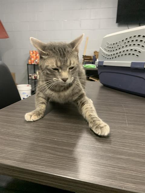 HANNA, an adoptable Domestic Short Hair in Casper, WY, 82601 | Photo Image 1