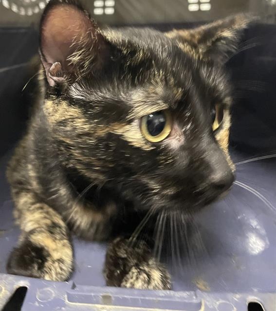 MIA, an adoptable Domestic Short Hair in Casper, WY, 82601 | Photo Image 1