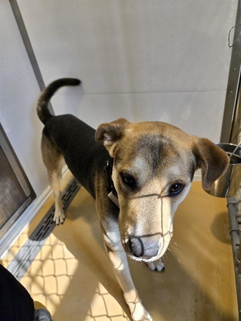 TACO, an adoptable German Shepherd Dog, Pit Bull Terrier in Casper, WY, 82601 | Photo Image 1