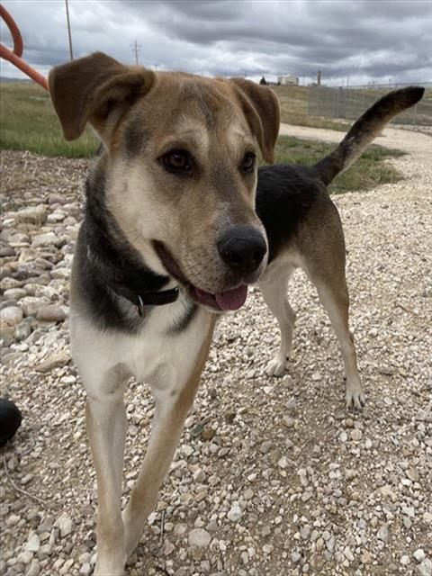 TACO, an adoptable German Shepherd Dog, Pit Bull Terrier in Casper, WY, 82601 | Photo Image 1