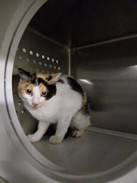 CAMMIE, an adoptable Domestic Short Hair in Casper, WY, 82601 | Photo Image 1