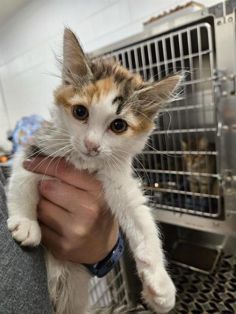 AUTUMN, an adoptable Domestic Medium Hair in Casper, WY, 82601 | Photo Image 1