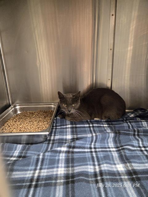 SIDNEY, an adoptable Domestic Short Hair in Casper, WY, 82601 | Photo Image 1